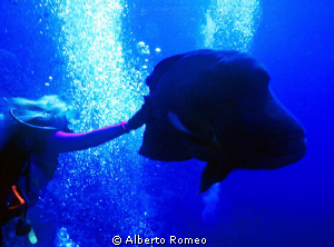 " Caress " by Alberto Romeo 